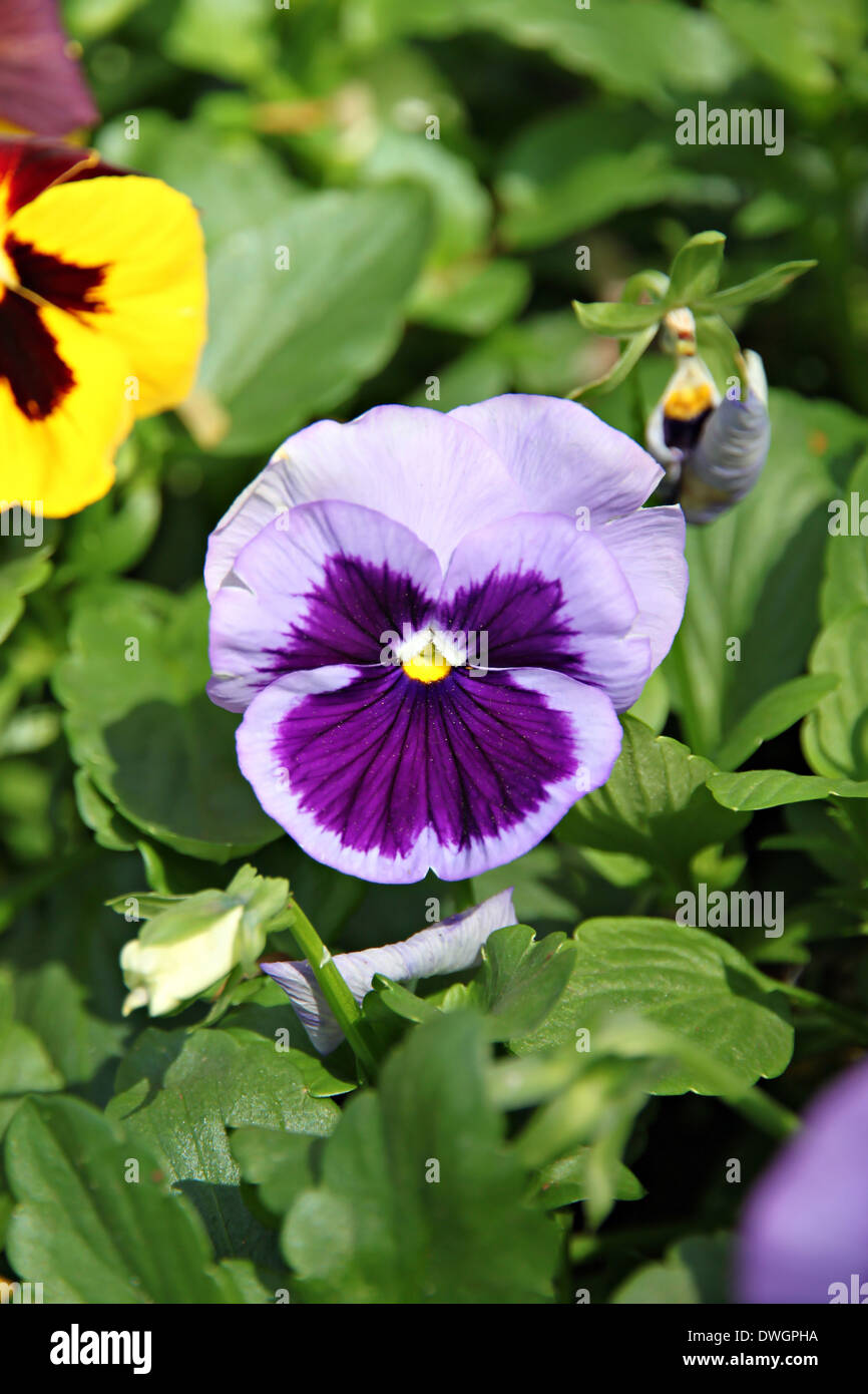 Blue Pansy or viola flowers in the garden. Stock Photo