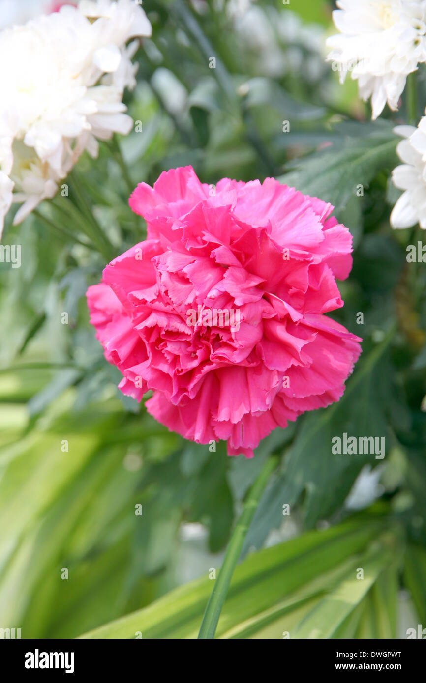 Pink carnation in the garden Stock Photo Alamy