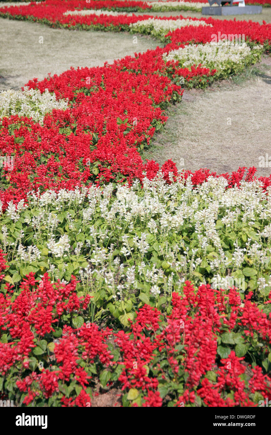 Walkway red flowers in the garden Stock Photo - Alamy