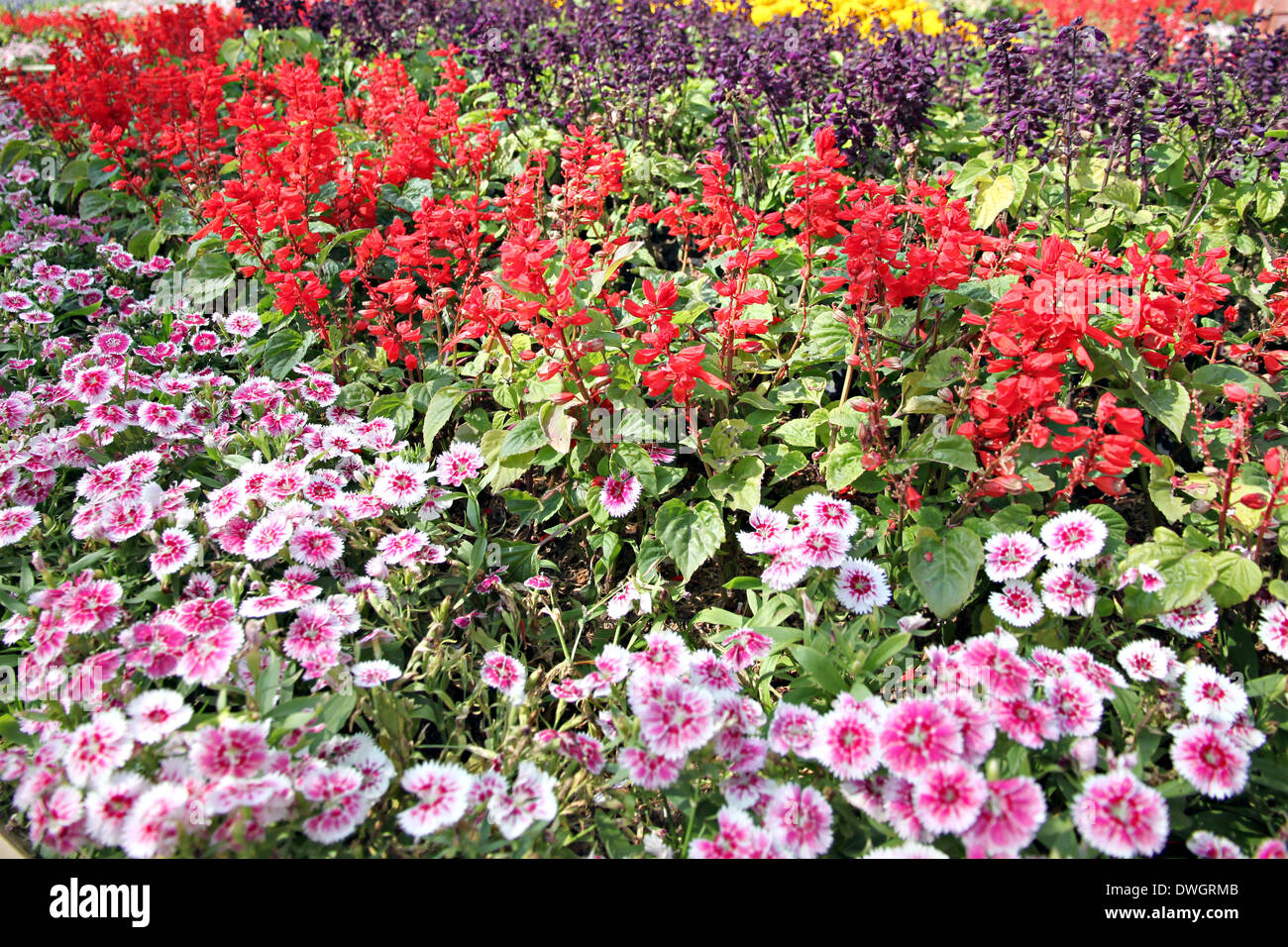 Pink Dianthus chinensis flower is species of Dianthus native Stock