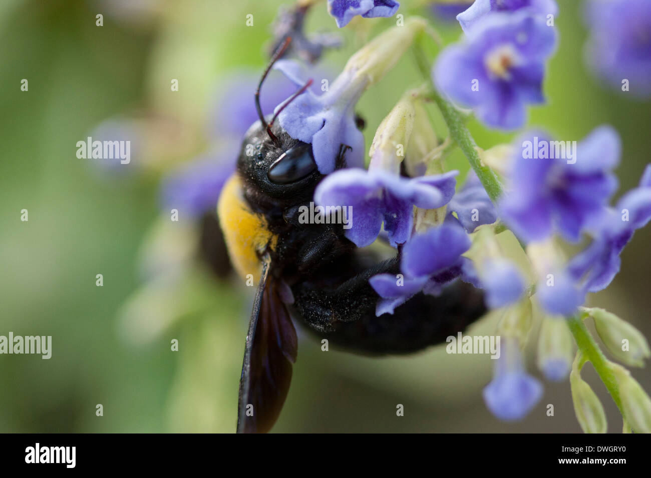 How Insects Feed Insect feeding on a flower Stock Photo - Alamy