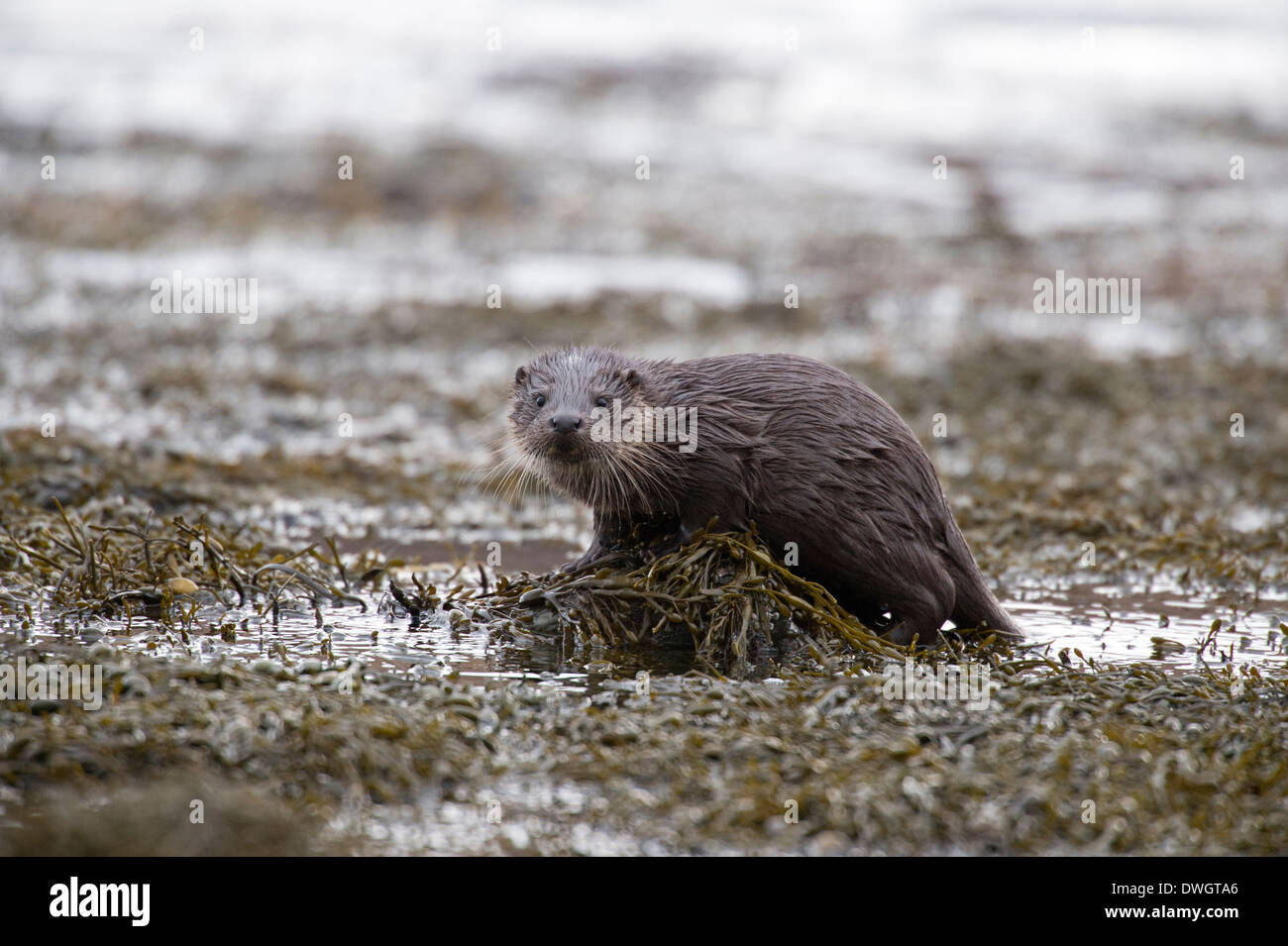 Young otter (Lutra lutra), Mull, Inner Hebrides, Scotland, UK Stock Photo