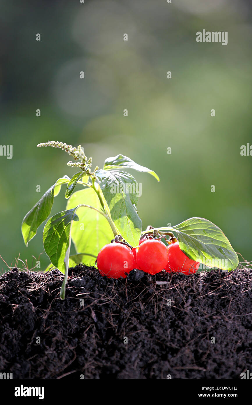 Tomato seedlings growing out of ground in yielded. Stock Photo