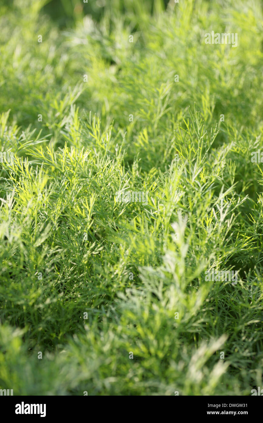 Dill of vegetable garden in morning sunlight Stock Photo Alamy