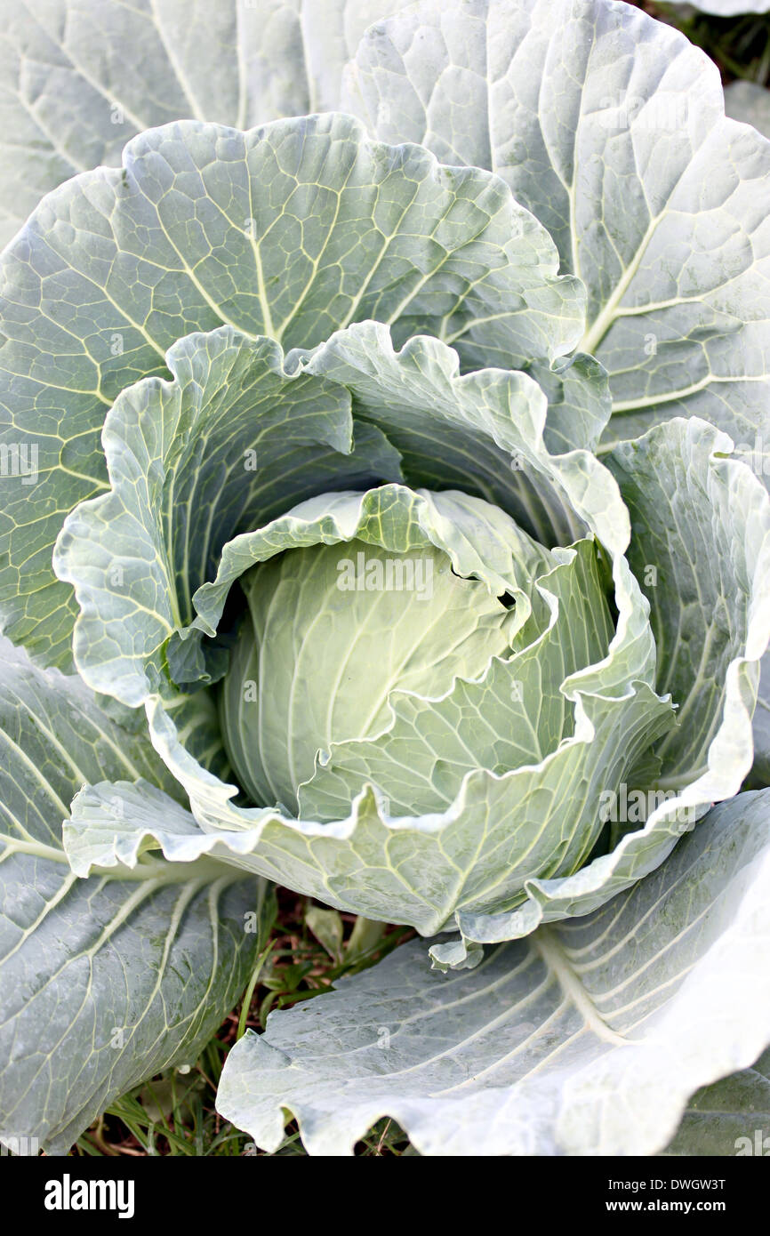 Cabbage in the vegetable garden and morning sunlight Stock Photo Alamy