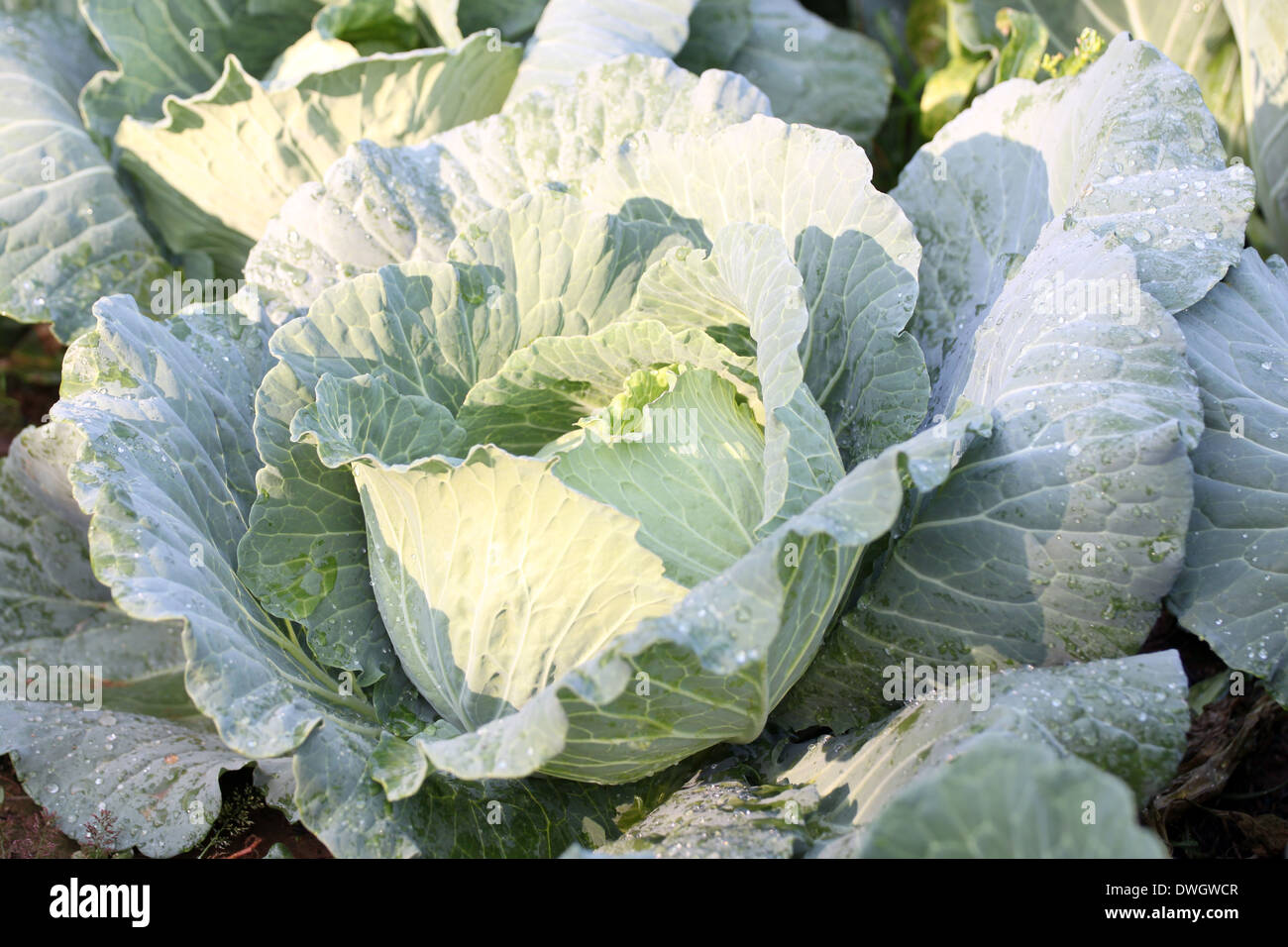 Cabbage in the vegetable garden and morning sunlight Stock Photo Alamy