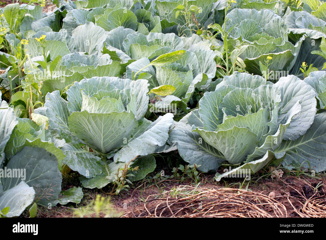 Cabbage in the vegetable garden and morning sunlight Stock Photo Alamy