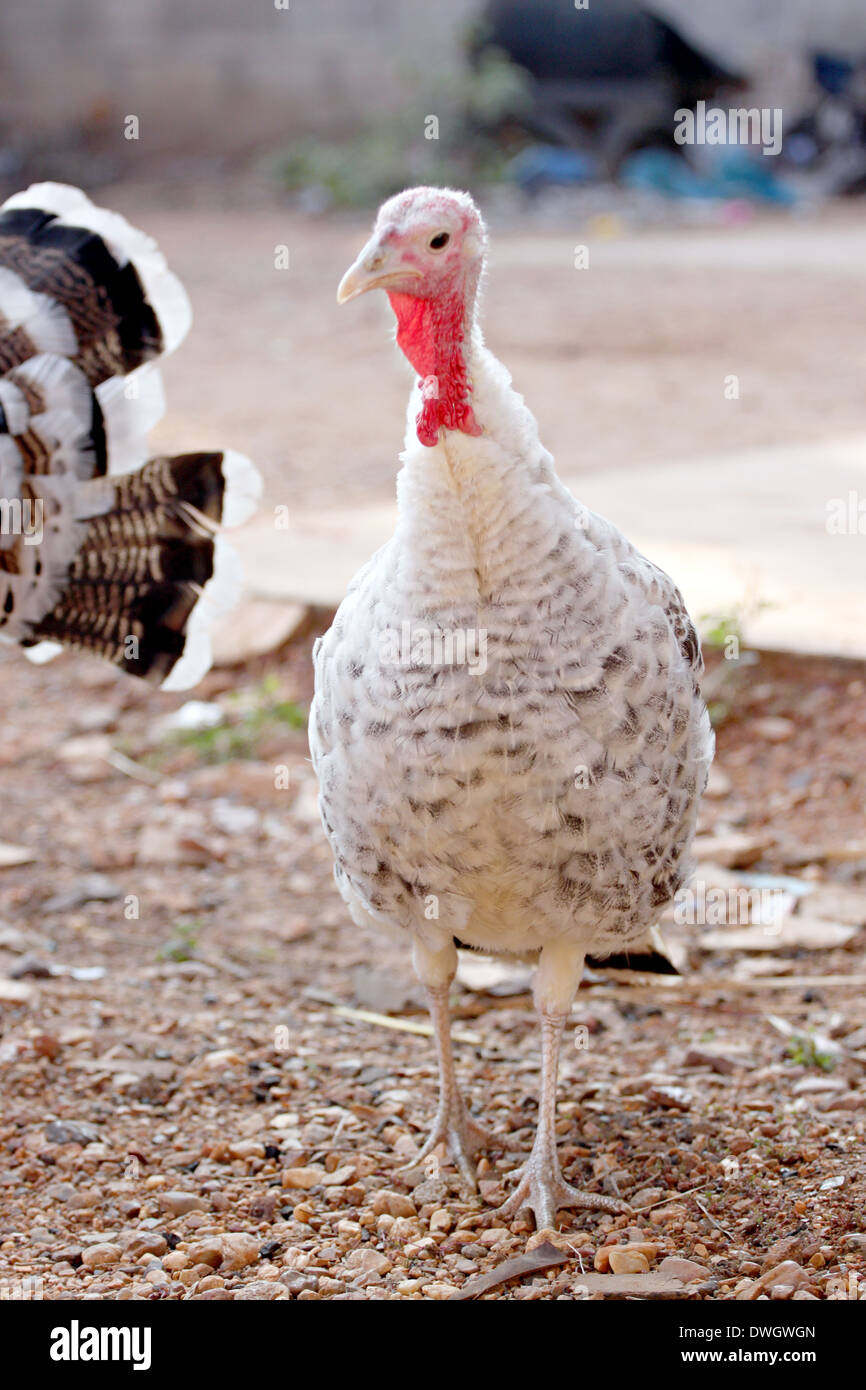 Turkey hen Walking in search of food Stock Photo Alamy