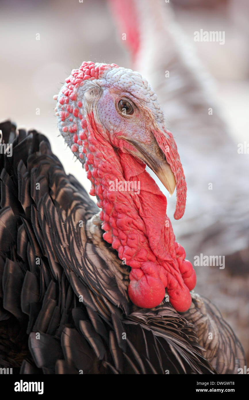 The head shot of male turkey. Stock Photo