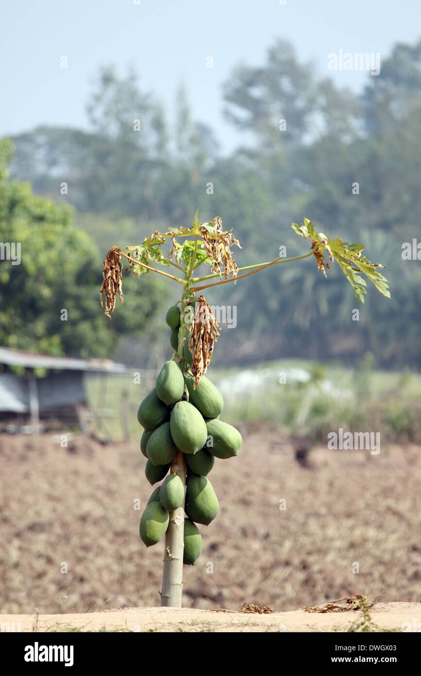 Papaya trees in the plantation and water deficit Stock Photo Alamy