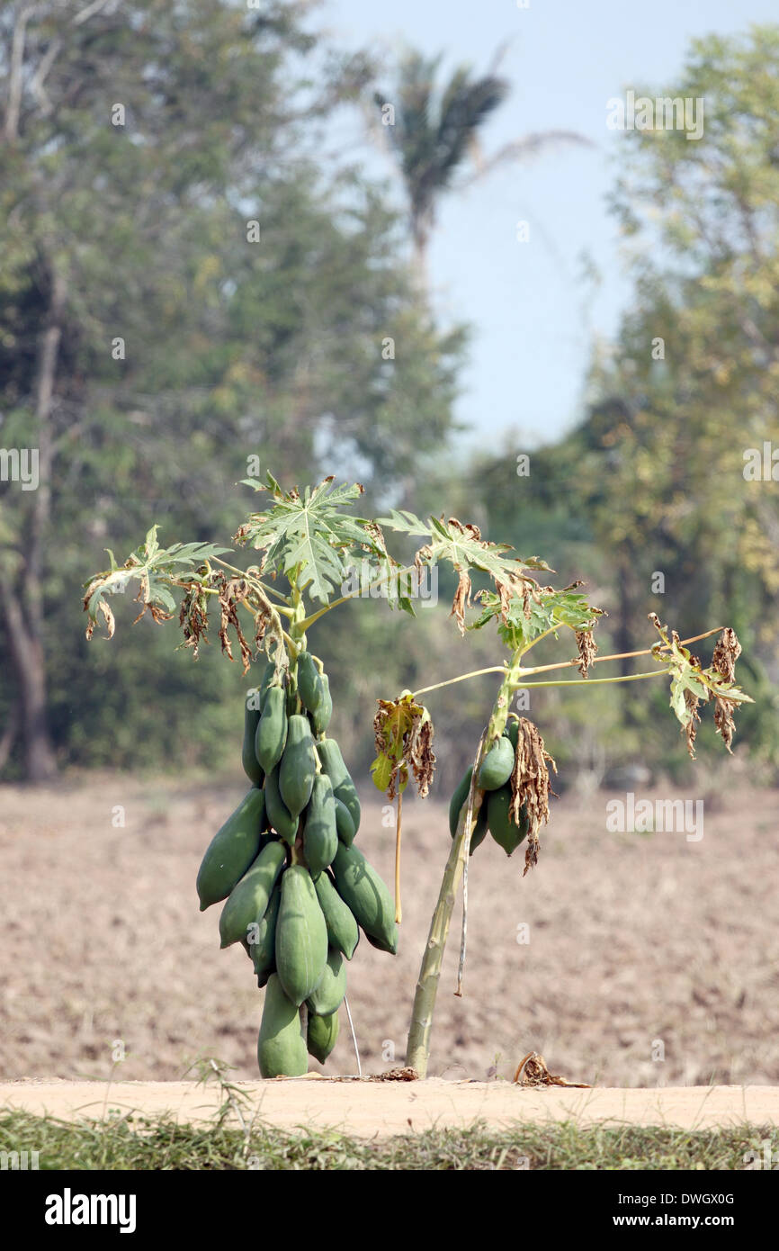 Papaya trees in the plantation and water deficit Stock Photo Alamy