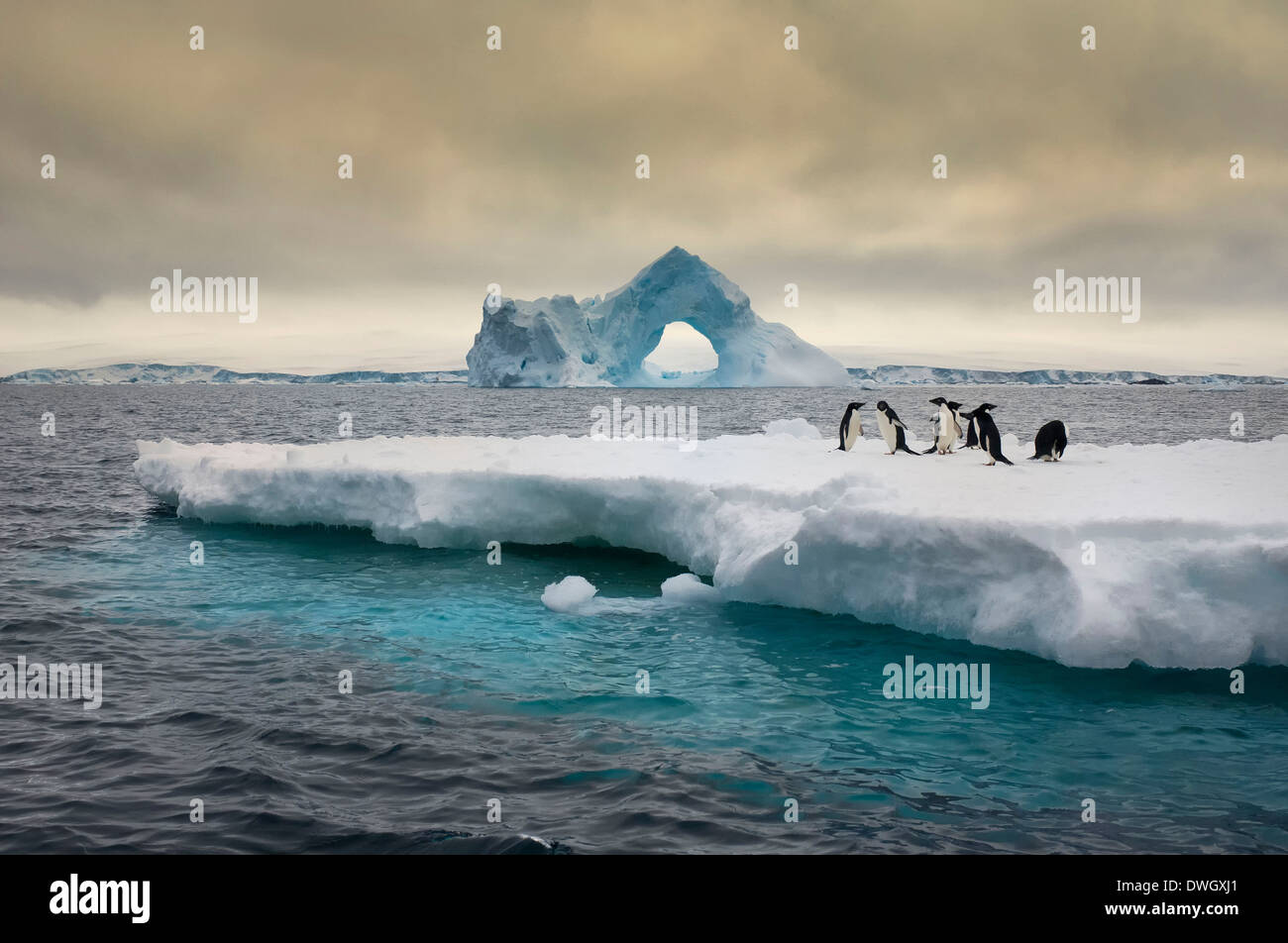 Iceberg extreme. Море Уэдделла прозрачность. Северный Ледовитый океан под водой с пингвинами. Императорский Пингвин Айсберг. Море Уэдделла затмение.