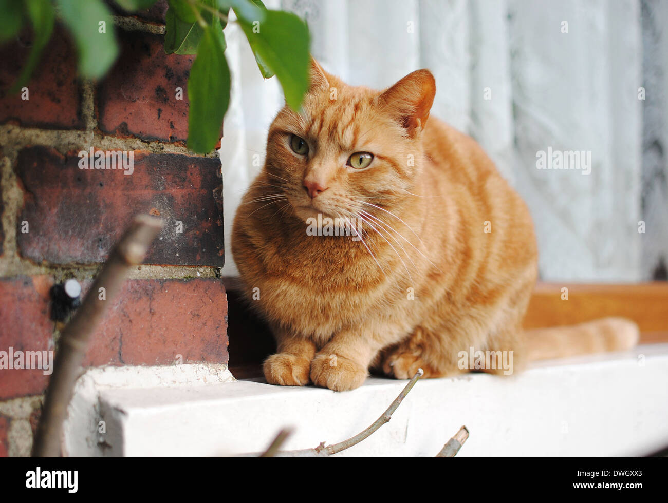 Ginger Tabby Cat on Window Ledge Stock Photo - Alamy