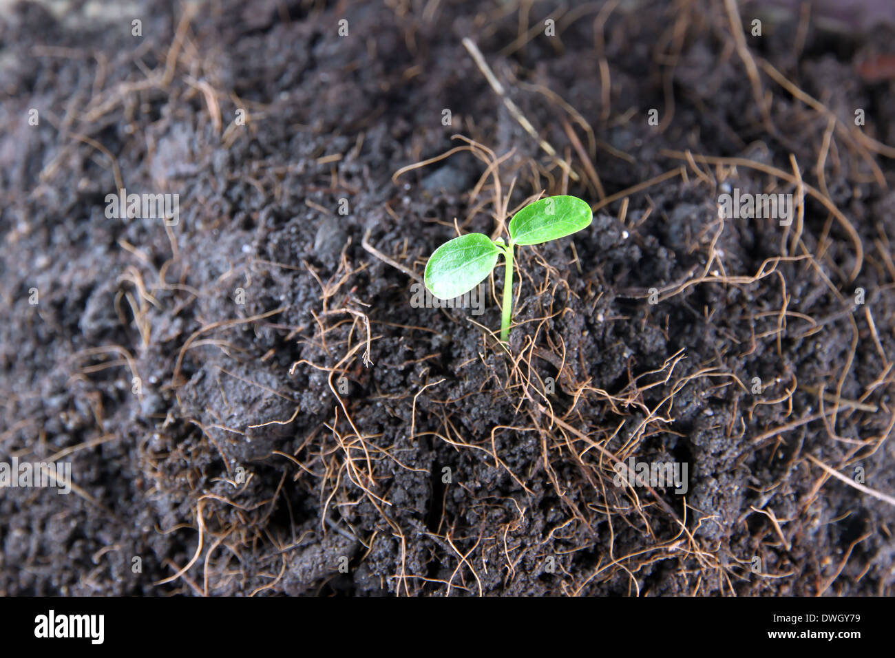 Seedlings in vegetable garden and sunlight at morning. Stock Photo