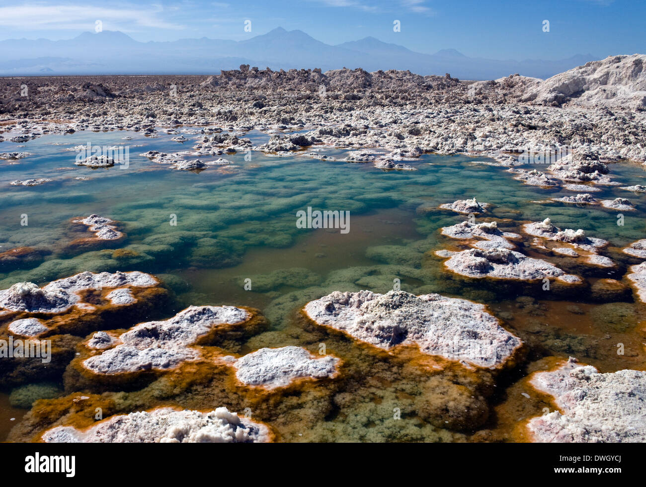 Brine pools of Chaxa Lagoon on the Atacama Salt Flats in the Atacama Desert in northern Chile Stock Photo