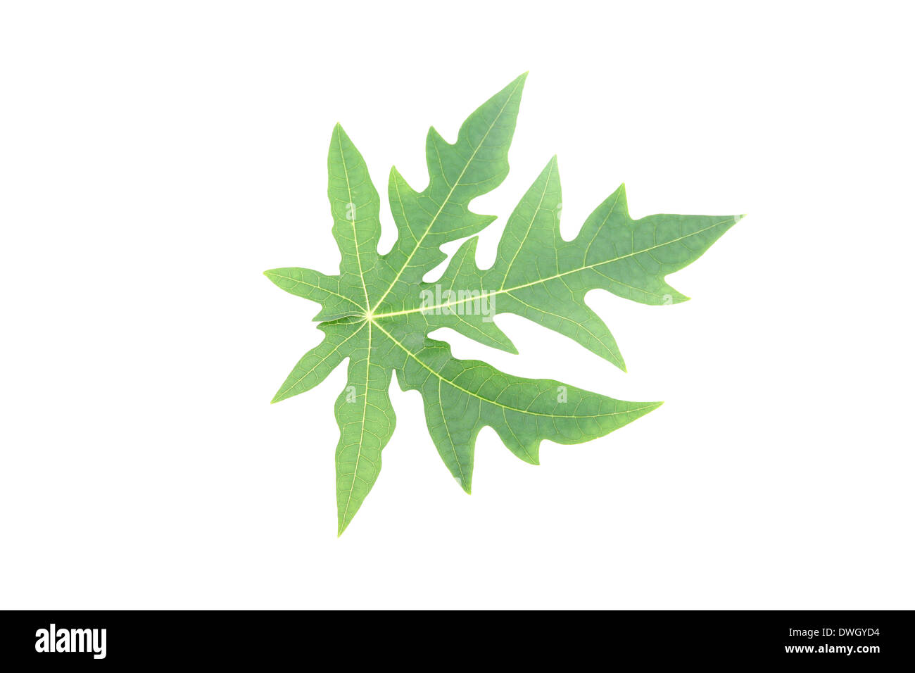 Green papaya leaves on white background Stock Photo - Alamy