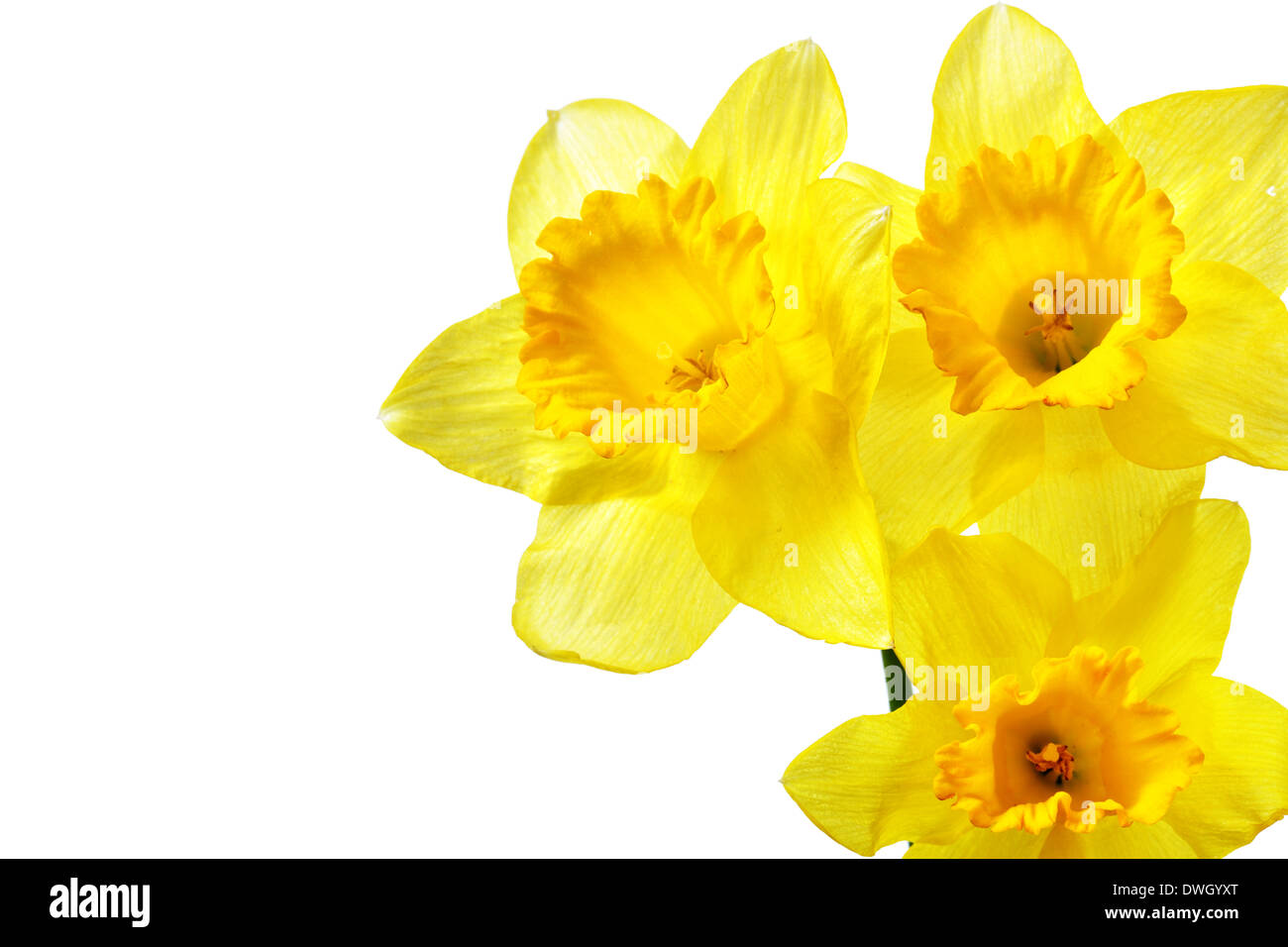 Yellow daffodils isolated over the white background Stock Photo