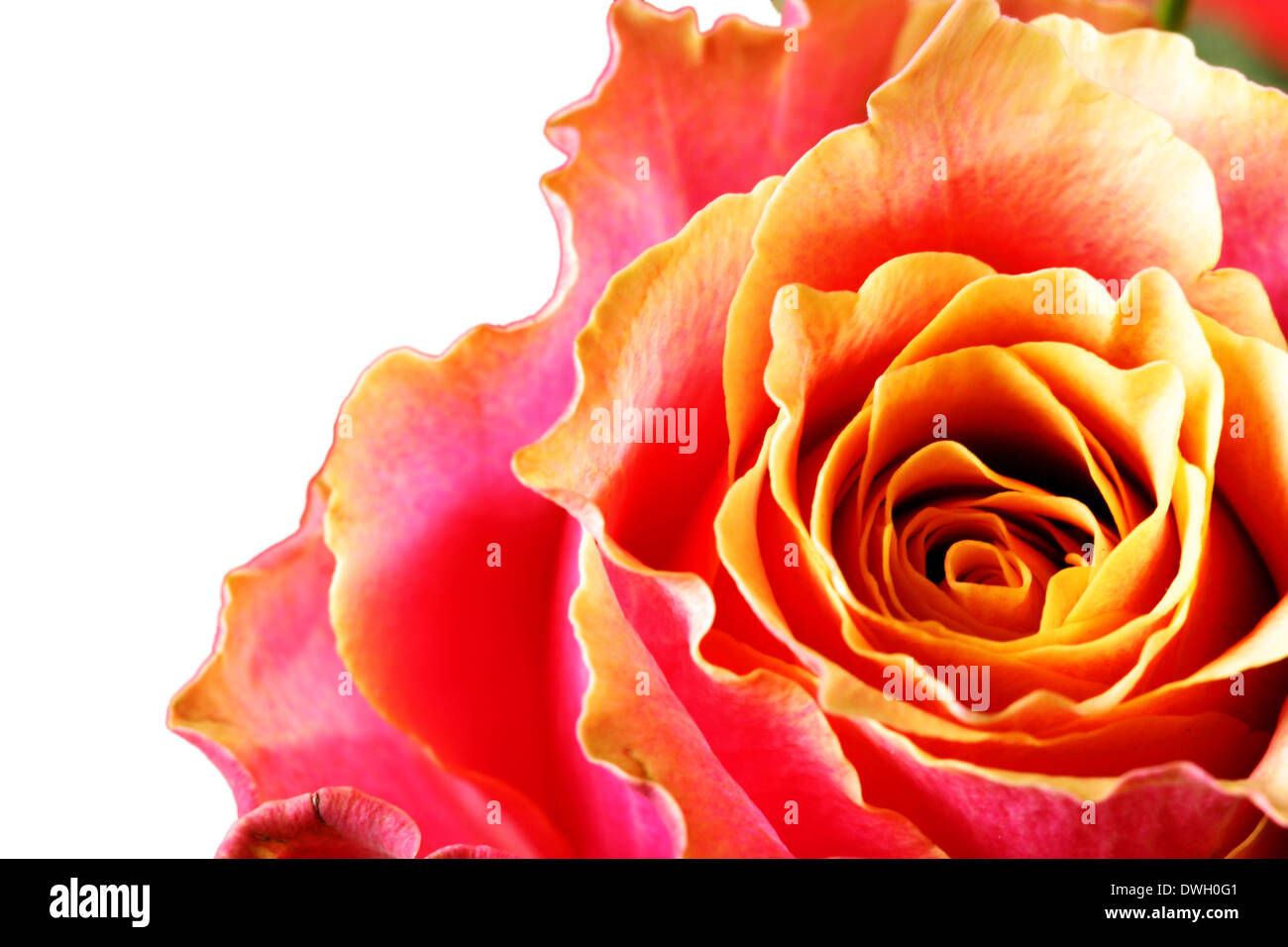 Rose close up isolated over white background Stock Photo - Alamy
