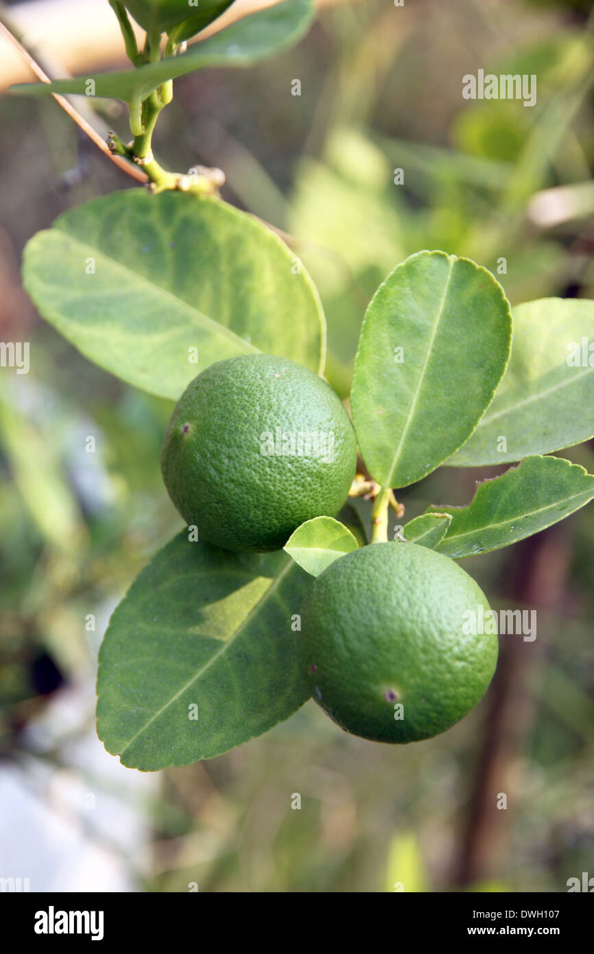 Lemon seedling hires stock photography and images Alamy