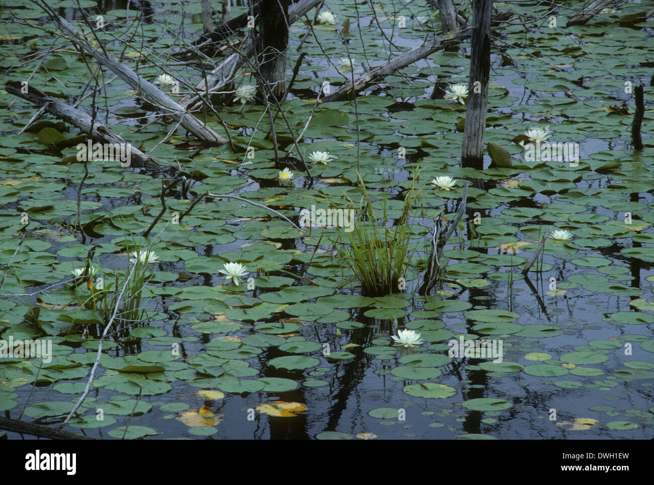 Lily pads, wetlands, Kenora, Ontario, Canada Stock Photo