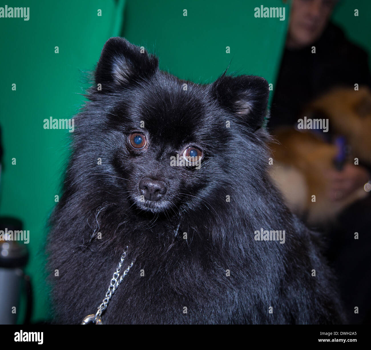 Photo's taken at the 2014 Crufts show in Birmingham UK Stock Photo