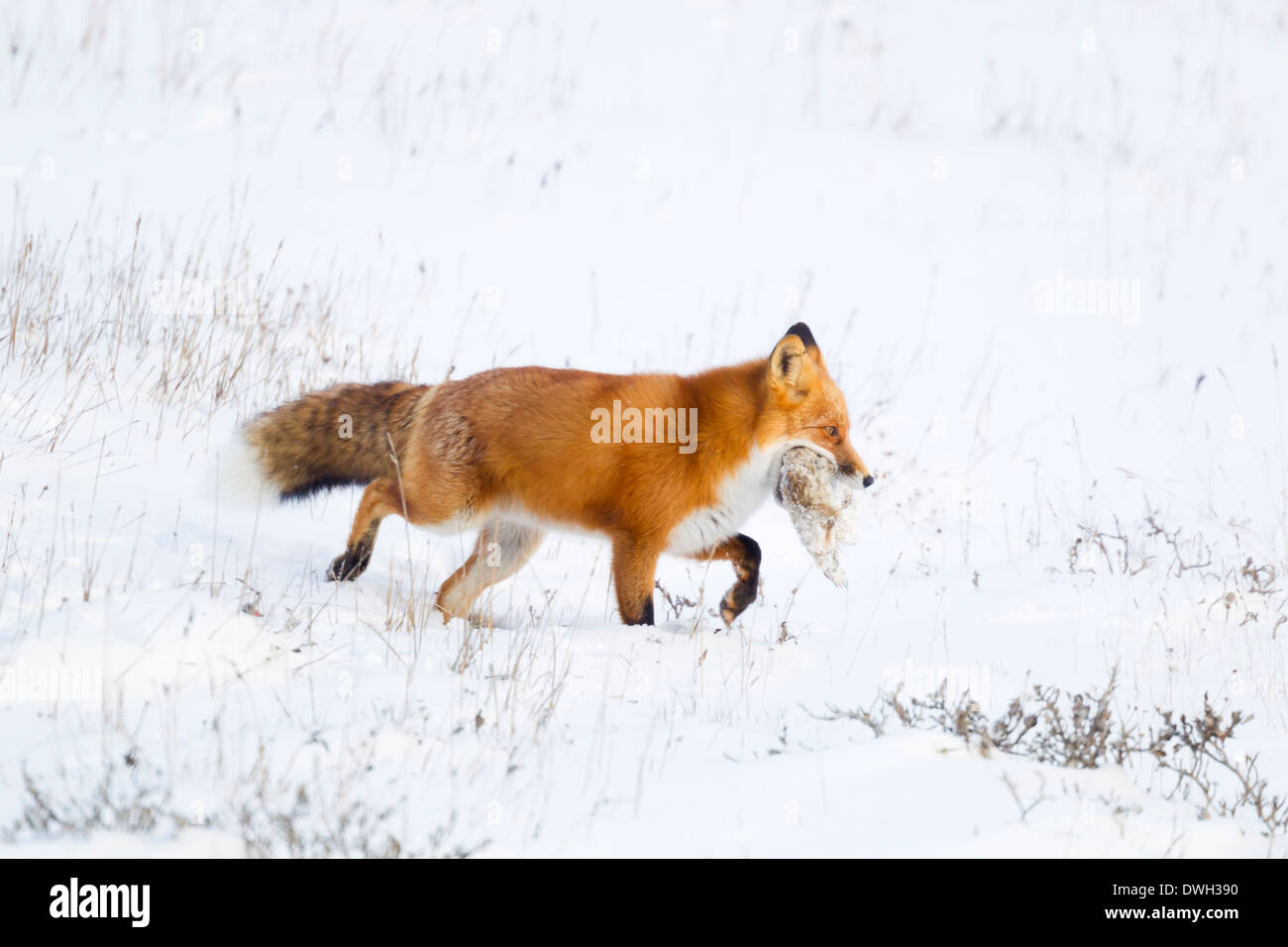 Red Fox Vulpes vulpes on Arctic tundra near Prudhoe Bay, Alaska in October. Stock Photo