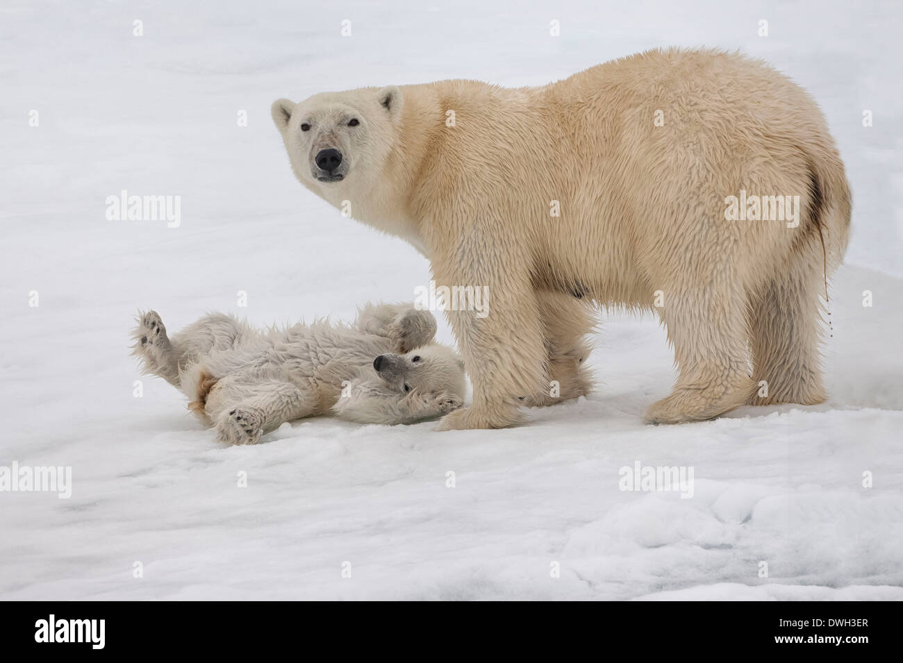 Polar Bear Stock Photo