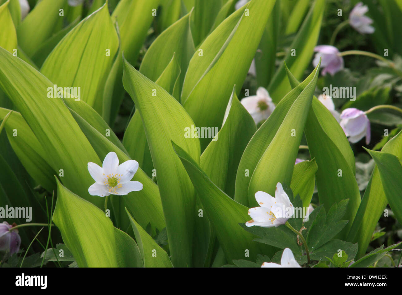 Wood anemone (Anemone nemorosa) flowering between the leaves of lily of the valley flowers (Convallaria majalis) in springtime. Stock Photo