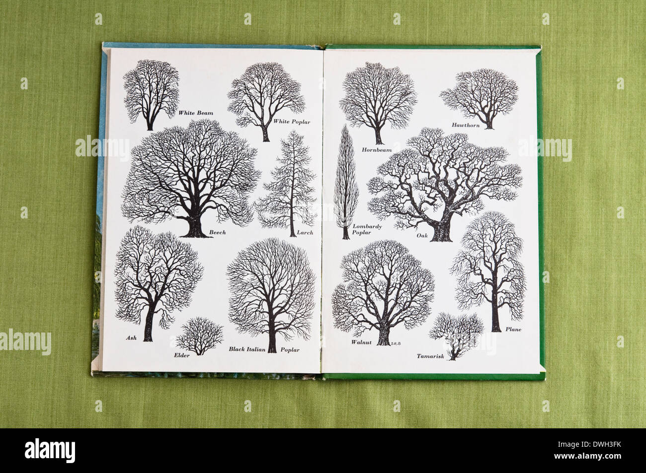 Outlines of Trees as drawn in ink by S R Badmin - printed on the inside back cover of 'Trees' a 1963 Ladybird Book . UK. Stock Photo