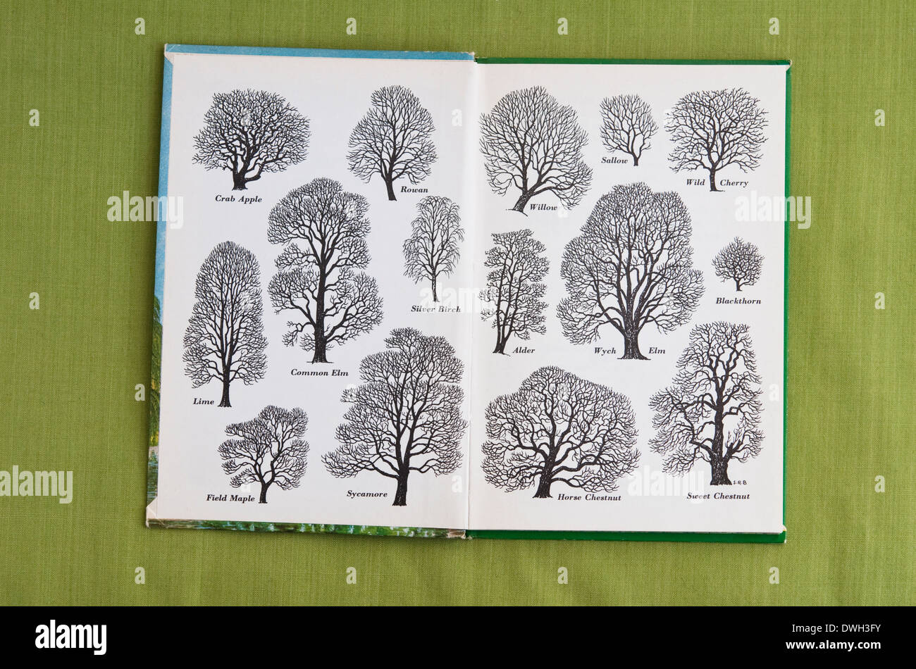 Outlines of Trees as drawn in ink by S R Badmin - printed on the inside front cover of 'Trees' a 1963 Ladybird Book. UK. Stock Photo