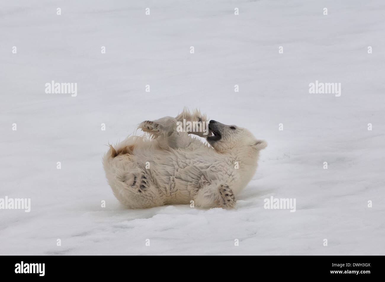 Polar bear images hi-res stock photography and images - Alamy