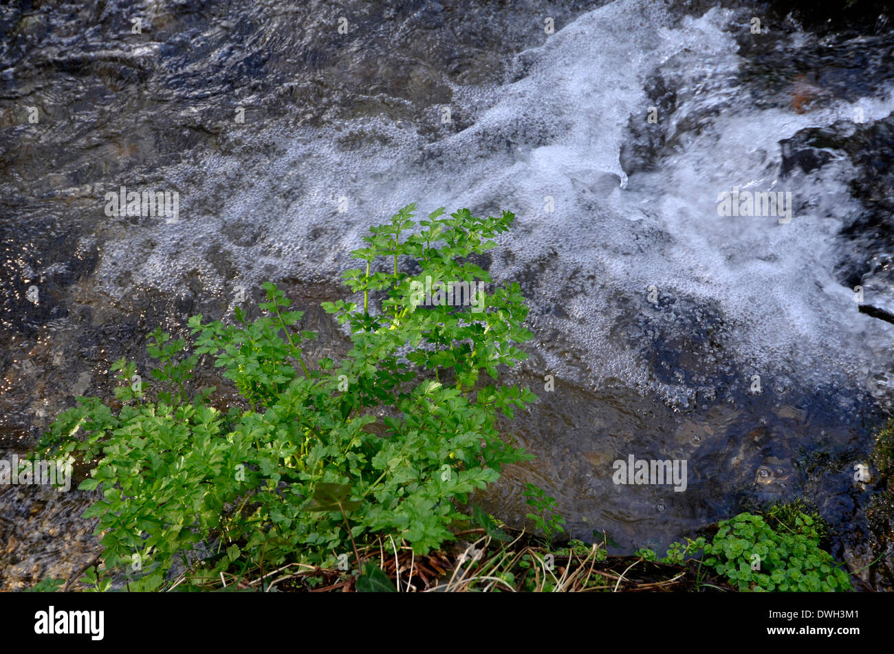 Hemlock Water Dropwort / Oenanthe crocata midstream. One of UK's most poisonous plants. Stock Photo