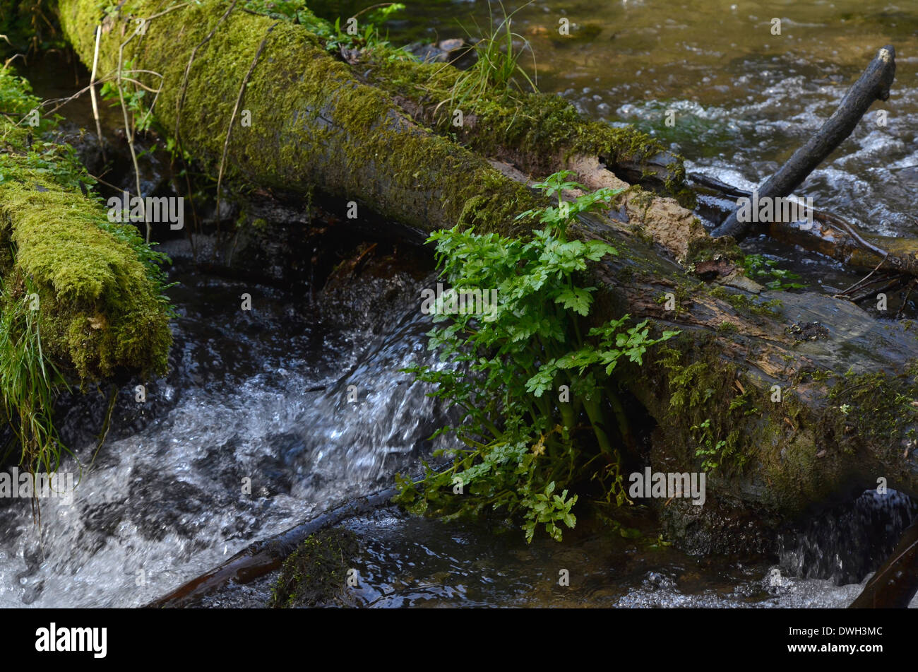 Hemlock Water Dropwort / Oenanthe crocata in a flowing stream. One of UK's most poisonous plants. Stock Photo