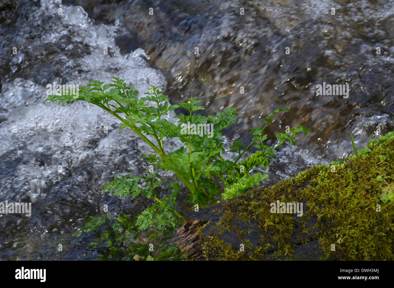 Hemlock Water Dropwort / Oenanthe crocata in a flowing stream. One of UK's most poisonous plants. Stock Photo