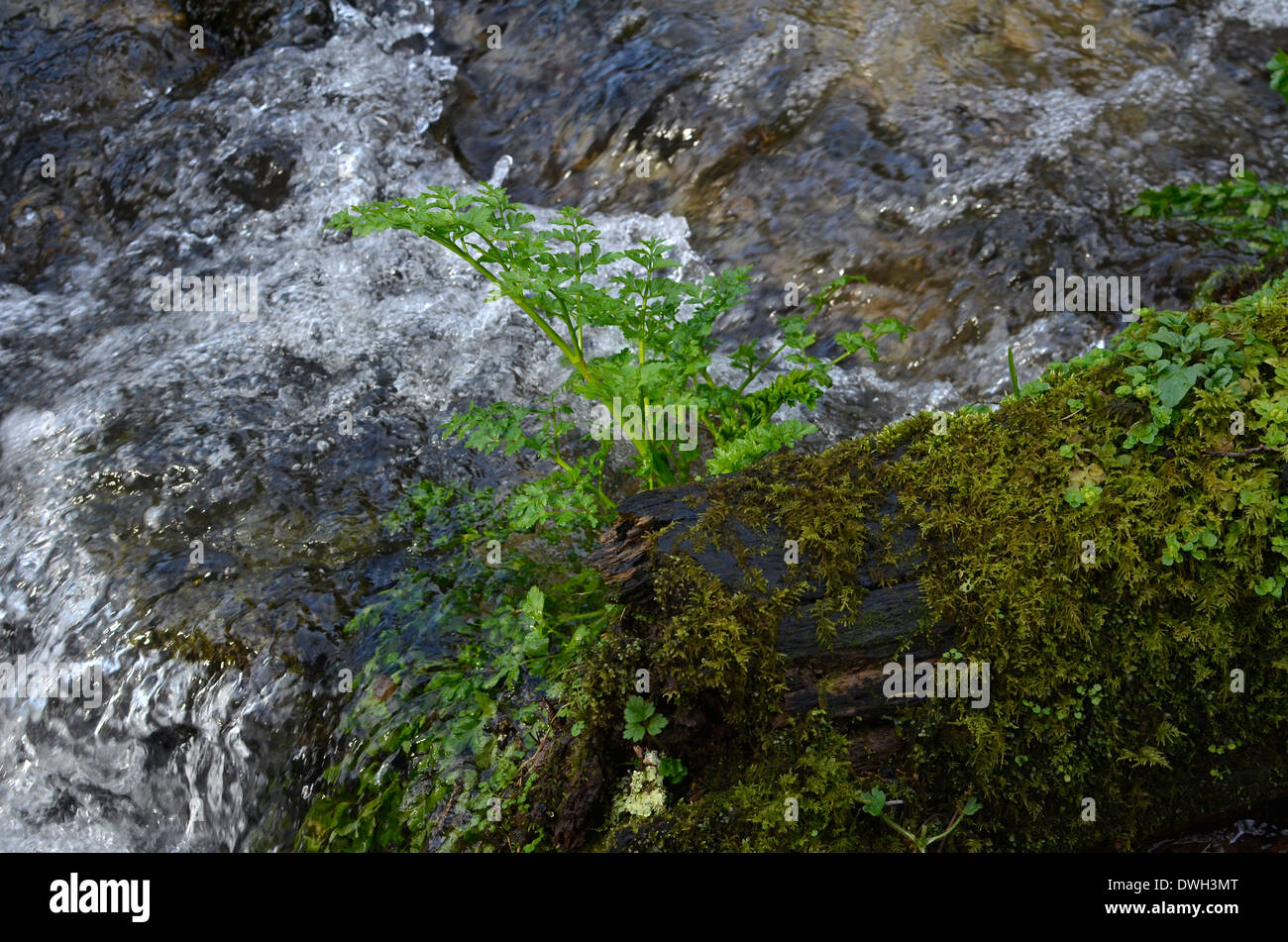 Hemlock Water Dropwort / Oenanthe crocata midstream. One of UK's most poisonous plants. Stock Photo