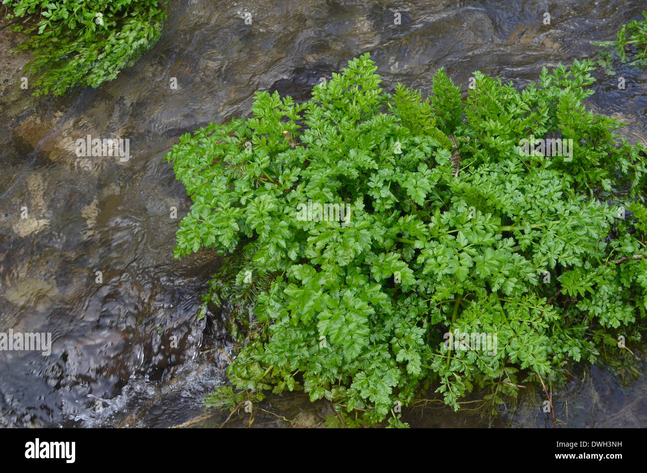 Hemlock Water Dropwort / Oenanthe crocata midstream. One of UK's most poisonous plants. Stock Photo