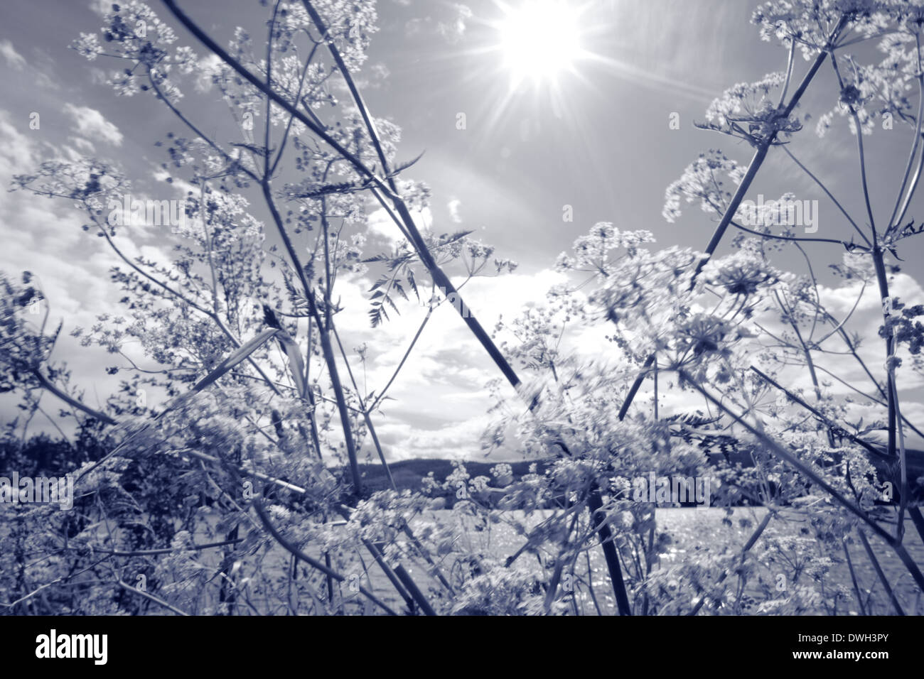 Black and white meadow photograph hi-res stock photography and images ...