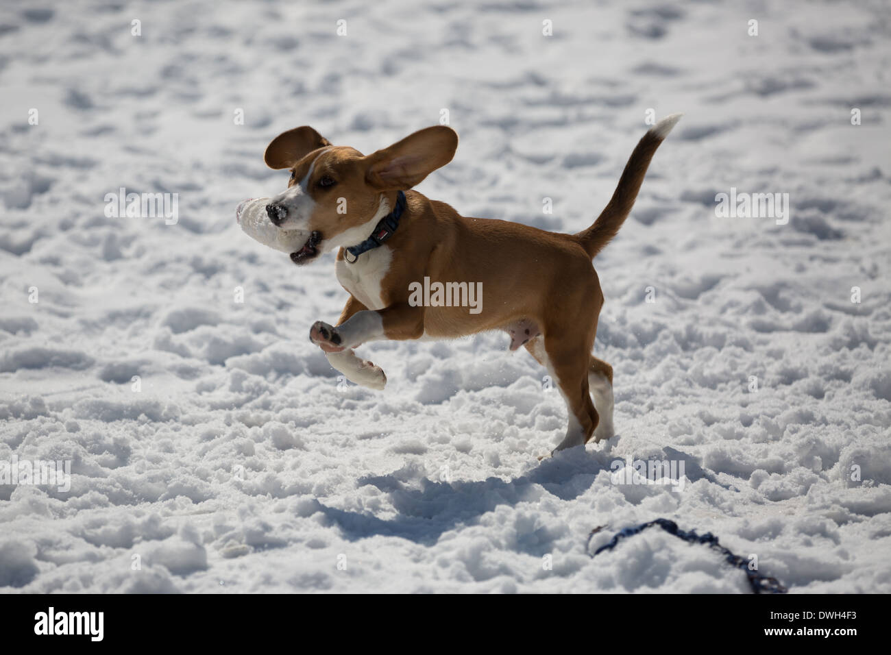 A brown and white 5 month old beagle puppy playing in the snow. Stock Photo
