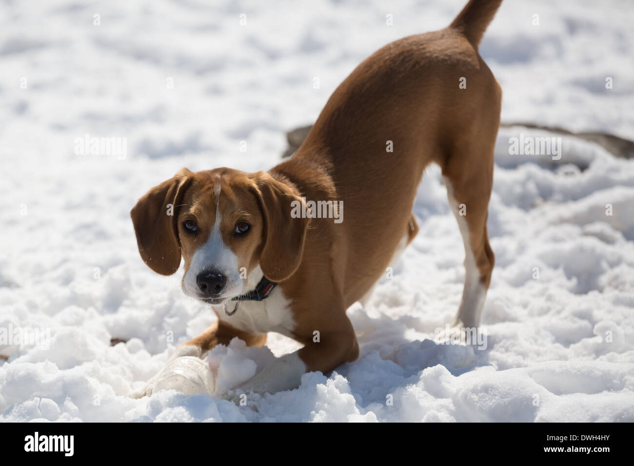 A brown and white 5 month old beagle puppy playing in the snow. Stock Photo