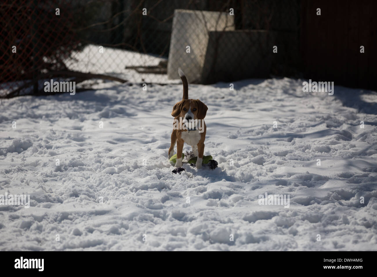 A brown and white 5 month old beagle puppy playing in the snow. Stock Photo