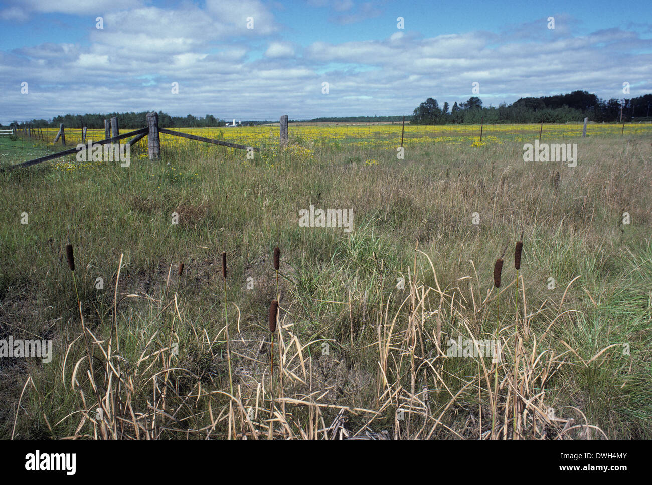 Bulrushes and buttercups field, Sault Sainte Marie, Ontario, Canada Stock Photo