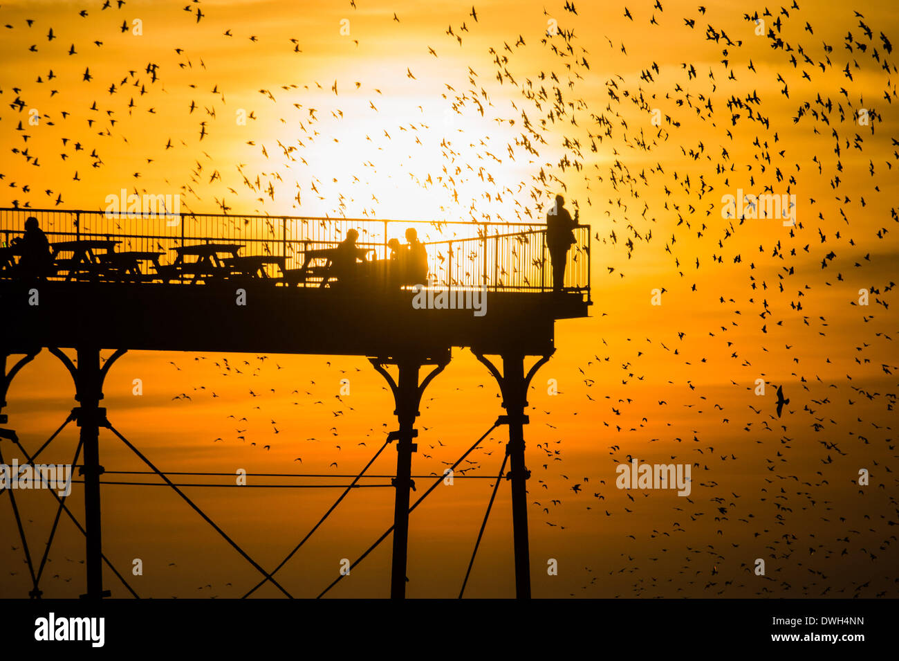 Aberystwyth, Wales, UK. 8th March 2014. Flocks of starlings fly in to roost on the cast iron legs of the Victorian seaside pier at Aberystwyth on the west wales coast UK. At the end of a warm sunny day, with temperatures in the UK reaching 18C, people at the end of the pier enjoy the sunset over Cardigan Bay and the murmuration of the birds photo Credit: Keith morris/Alamy Live News Stock Photo
