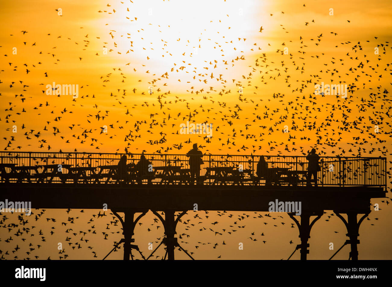 Aberystwyth, Wales, UK. 8th March 2014. Flocks of starlings fly in to roost on the cast iron legs of the Victorian seaside pier at Aberystwyth on the west wales coast UK. At the end of a warm sunny day, with temperatures in the UK reaching 18C, people at the end of the pier enjoy the sunset over Cardigan Bay and the murmuration of the birds photo Credit: Keith morris/Alamy Live News Stock Photo