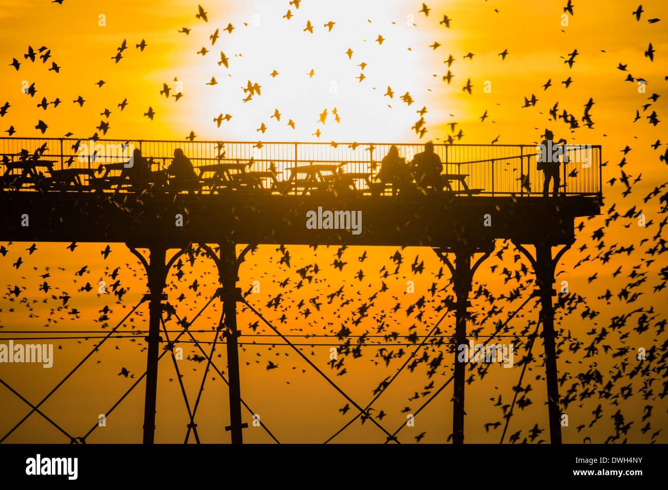 Aberystwyth, Wales, UK. 8th March 2014. Flocks of starlings fly in to roost on the cast iron legs of the Victorian seaside pier at Aberystwyth on the west wales coast UK. At the end of a warm sunny day, with temperatures in the UK reaching 18C, people at the end of the pier enjoy the sunset over Cardigan Bay and the murmuration of the birds photo Credit: Keith morris/Alamy Live News Stock Photo