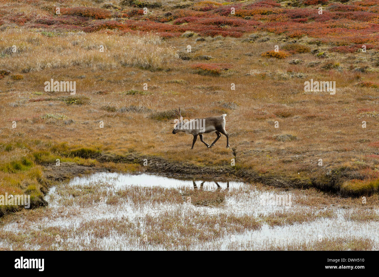 Greenland, Qeqqata municipality, Kangerlussuaq (Big Fjord) aka Sondrestrom. Lone caribou aka reindeer (Rangifer taranduss). Stock Photo