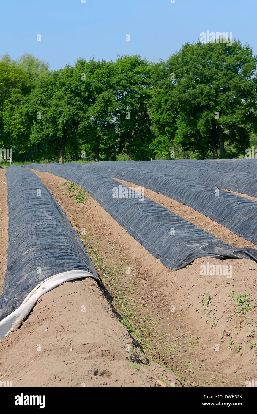 Asparagus field (Asparagus officinalis), North RhineWestphalia