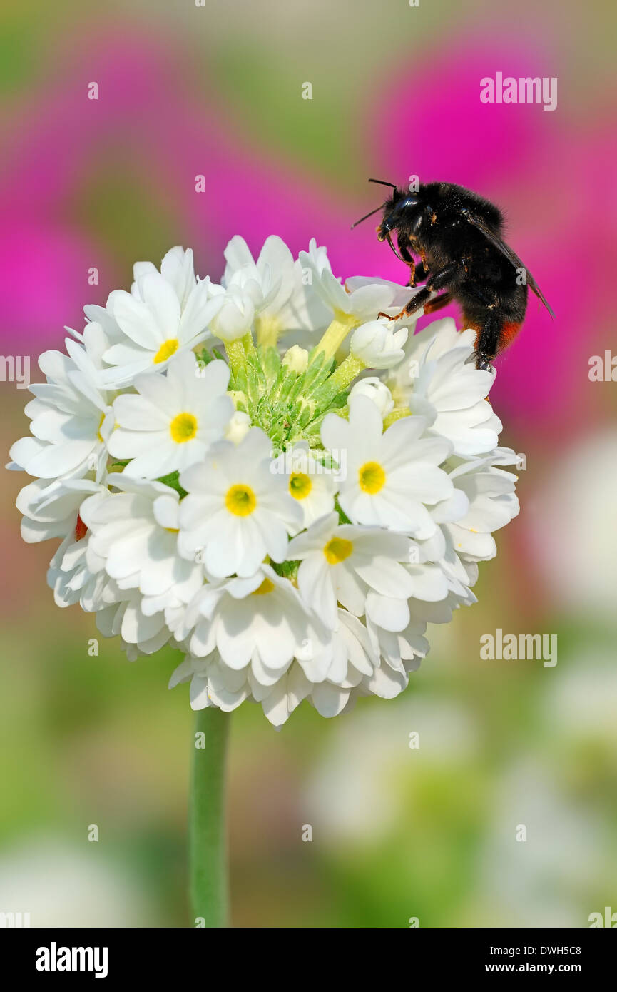 Red-tailed Bumblebee (Bombus lapidarius) on Himalayan Primrose or Drumstick Primrose (Primula denticulata), Germany Stock Photo