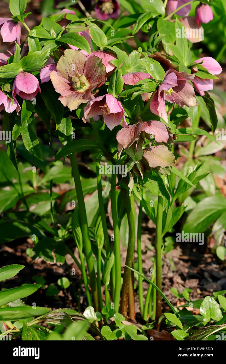 Christmas Rose or Black Hellebore (Helleborus niger Stock Photo Alamy