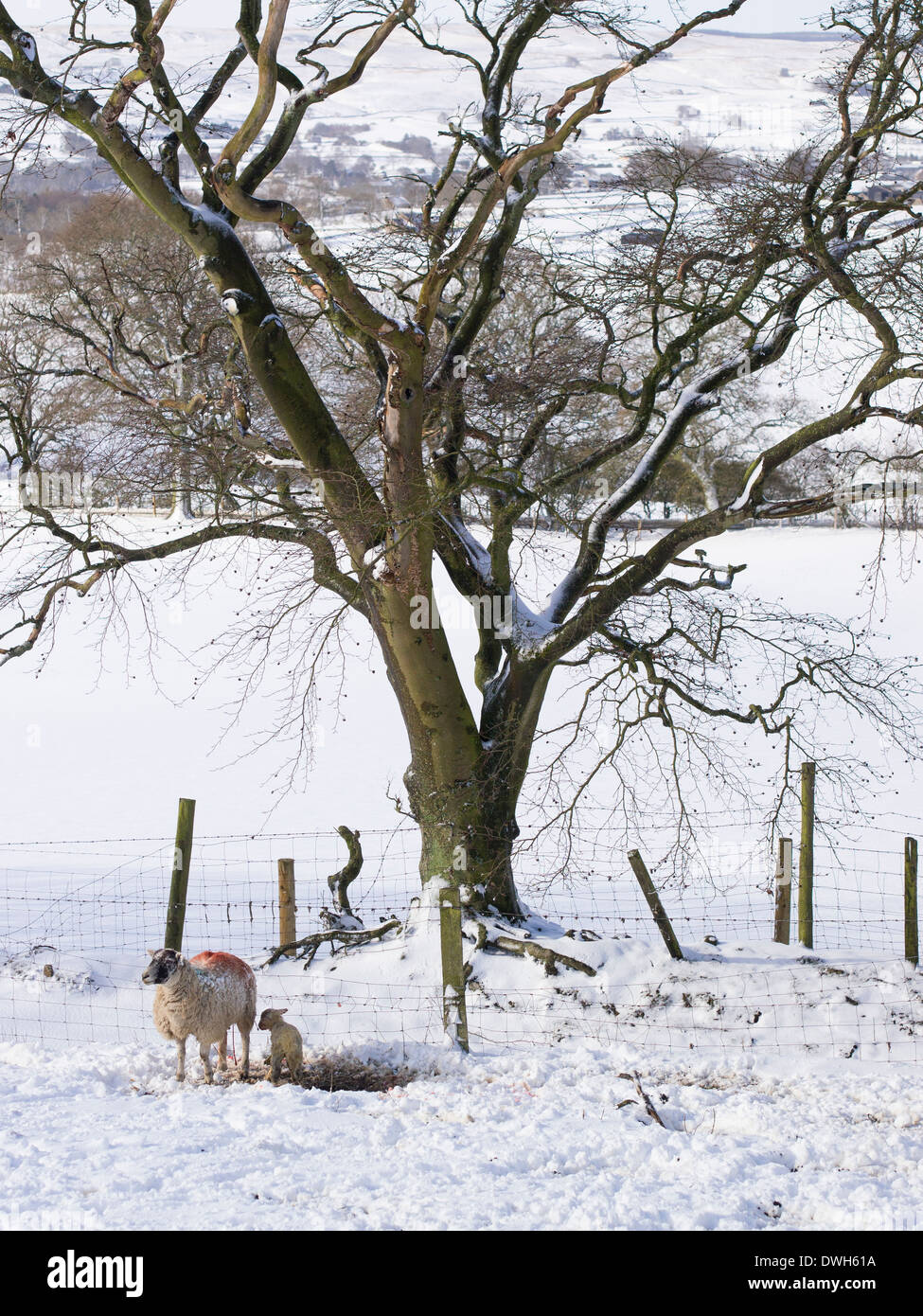 Sheep and Lamb in the Snow, County Durham Stock Photo