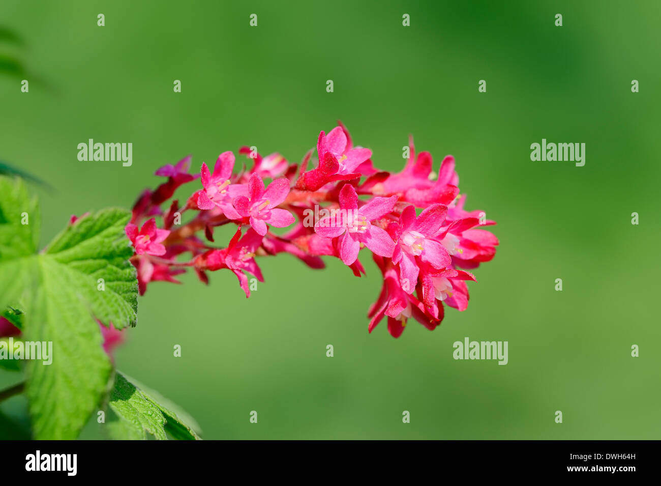 Red-flowering Currant (Ribes sanguineum) Stock Photo